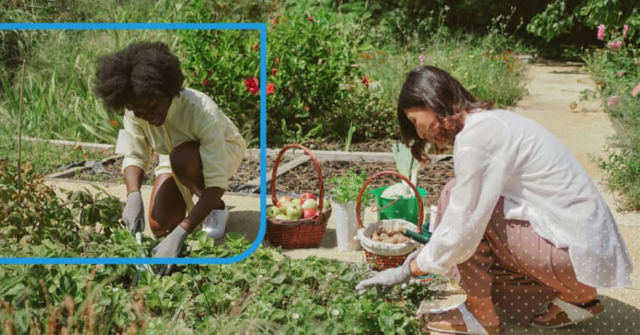 Two people are harvesting food from a garden.