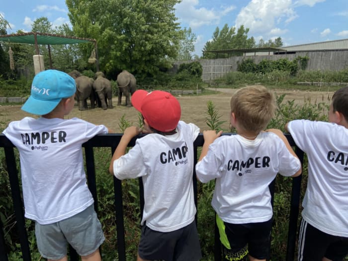 Children from a Pelham summer camp looking at elephants.